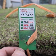 TM9芝生8束セットの画像