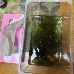 南米モスの画像