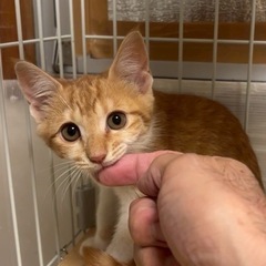 茶白　かわいい子猫　人なれ抜群