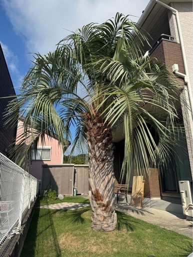 椰子の木　ココスヤシ　4m級