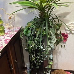 フェイク観葉植物の画像