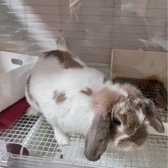 ホーランドホップ　うさぎ　里親