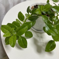 多肉植物　ベビーサンローズ　の画像