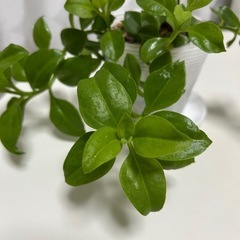 多肉植物　ベビーサンローズ　の画像