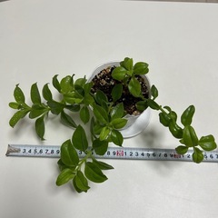 多肉植物　ベビーサンローズ　の画像