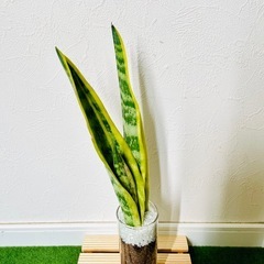 サンスベリア　ローレンティー　観葉植物　ハイドロカルチャー【Ａ】の画像