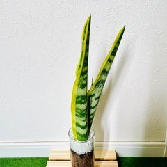 サンスベリア　ローレンティー　観葉植物　ハイドロカルチャー【Ａ】の画像
