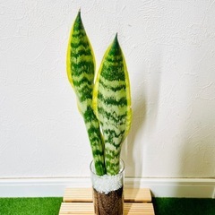サンスベリア　ローレンティー　観葉植物　ハイドロカルチャー【Ａ】の画像