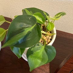 観葉植物の画像