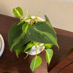 観葉植物の画像