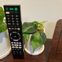 観葉植物の画像