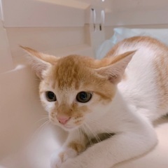 🍀９月２１日(日)🐈すみれペットクリニック様にて『 立川地…