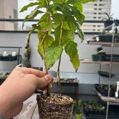 コーヒーの木①の画像