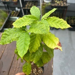 コーヒーの木①の画像