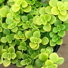 多肉植物★丸葉万年草★カット苗の画像