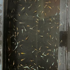 【取引中】ミックスメダカ250匹の画像