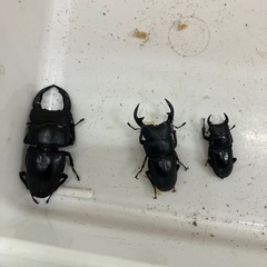 オオクワガタ3ペアの画像