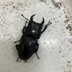 オオクワガタ3ペアの画像