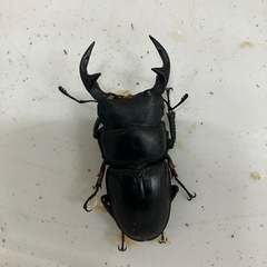 オオクワガタ3ペアの画像