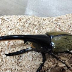 ヘラクレスオオカブトペア①の画像