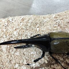 ヘラクレスオオカブトペア①の画像
