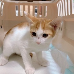 🍀９月２１日(日)🐈すみれペットクリニック様にて『 立川地…
