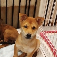 ❤️約3ヶ月の子犬里親緊急募集❤️