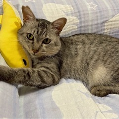 家族として迎えて頂ける方待ってます