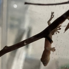 ヤモリの赤ちゃん ９月７日、９日生まれ
