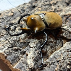 【成虫】 エレファスゾウカブト 113mmの画像