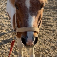 ポニー🐴&ミニチュアホース用アイテム🐴
『グランドバー』の画像