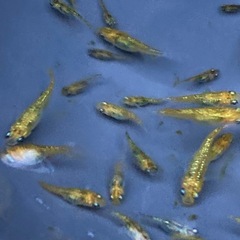 まとめ売り★メダカ★夜桜ゴールドXの画像