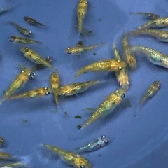 まとめ売り★メダカ★夜桜ゴールドXの画像