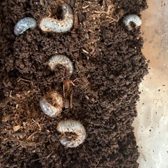 国産カブトムシの幼虫の画像