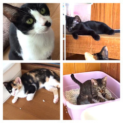 ❤️🐱💙キジトラ💛三毛🍃クロの子猫たちと💚白黒ママを里親募…