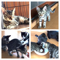 ❤️🐱💙キジトラ💛三毛🍃クロの子猫たちと💚白黒ママを里親募集中🐾❤️🎥 - 猫