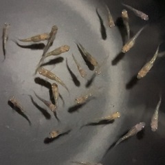 改良メダカ  幼魚  15匹  ✨月詠✨