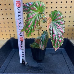 ベゴニア3種類セットの画像