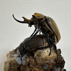 早い者勝ち‼️エレファスゾウカブトの3令幼虫後期×3の画像