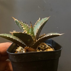多肉植物　アガベ　レットキャットウィーズル 赤猫③の画像