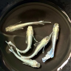 メダカ　エメキン(幼魚) 1匹50円の画像