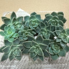多肉植物　
白牡丹の画像