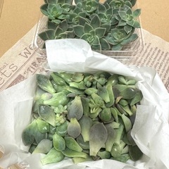 多肉植物　
白牡丹の画像