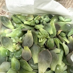 多肉植物　
白牡丹の画像