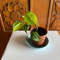 斑入りの観葉植物　　1000円〜5000円の画像