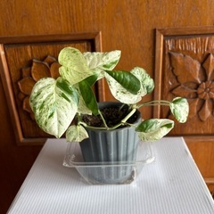 斑入りの観葉植物　　1000円〜5000円の画像