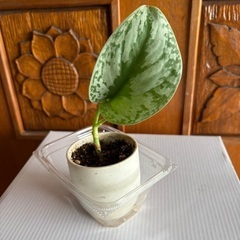 斑入りの観葉植物　　1000円〜5000円の画像
