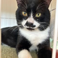 里親募集中（オスのハチワレ）３才くらい