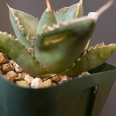 多肉植物　アガベ　オテロイ③の画像