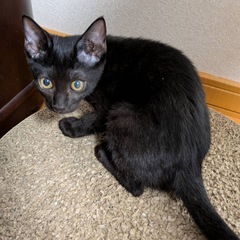 黒子猫　花ちゃん